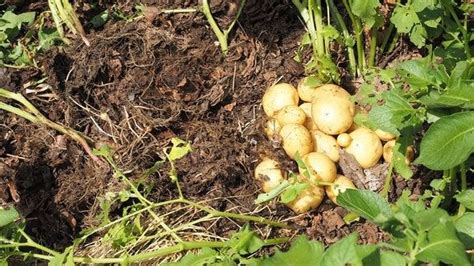 laubkartoffeln|Kartoffeln anbauen » Sorten, Pflanzung & Ernte